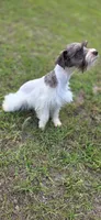 Feefee, a female Miniature Schnauzer for sale in Camilla, GA – Photo 4 of 5