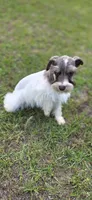 Feefee, a female Miniature Schnauzer for sale in Camilla, GA – Photo 5 of 5