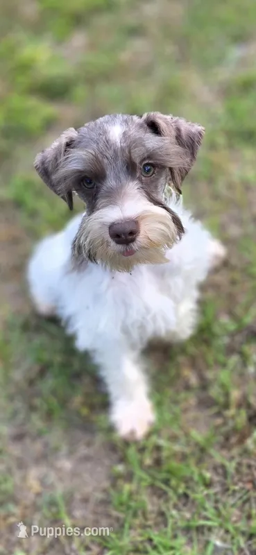 Feefee – Miniature Schnauzer puppy for sale in Camilla, GA