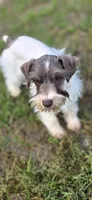 Feefee, a female Miniature Schnauzer for sale in Camilla, GA – Photo 3 of 5