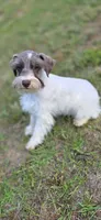Feefee, a female Miniature Schnauzer for sale in Camilla, GA – Photo 2 of 5