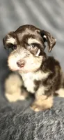 Ruger, a male Miniature Schnauzer for sale in Camilla, GA – 5 of 5