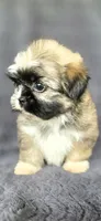 Dober, a male Shih Tzu for sale in Camilla, GA – 4 of 5