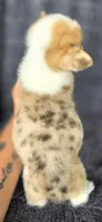 Trudy, a female Cardigan Welsh Corgi and Pembroke Welsh Corgi for sale in Camilla, GA – 5 of 5