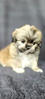 Rudy, a male Shih Tzu for sale in Camilla, GA – 3 of 6