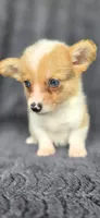 Trudy, a female Cardigan Welsh Corgi and Pembroke Welsh Corgi for sale in Camilla, GA – 2 of 5