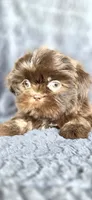 Linus, a male Shih Tzu for sale in Camilla, GA – 4 of 6