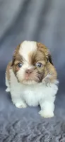 Romeo, a male Pomeranian and Shih Tzu for sale in Camilla, GA – 5 of 5