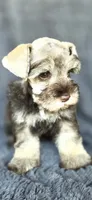 Mercedes, a female Miniature Schnauzer for sale in Camilla, GA – 3 of 6