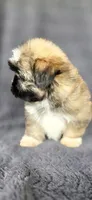 Dober, a male Shih Tzu for sale in Camilla, GA – 2 of 5