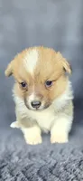 Sally, a female Cardigan Welsh Corgi and Pembroke Welsh Corgi for sale in Camilla, GA – Photo 3 of 5