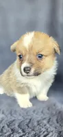 Sally, a female Cardigan Welsh Corgi and Pembroke Welsh Corgi for sale in Camilla, GA – Photo 4 of 5