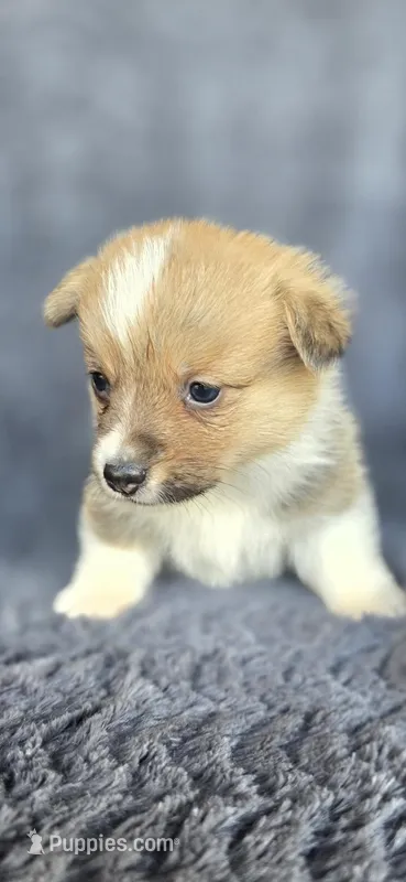 Sally – Cardigan Welsh Corgi, Pembroke Welsh Corgi puppy for sale in Camilla, GA