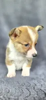 Brownie, a male Cardigan Welsh Corgi and Pembroke Welsh Corgi for sale in Camilla, GA – 4 of 6