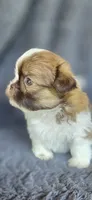 Romeo, a male Pomeranian and Shih Tzu for sale in Camilla, GA – 2 of 5