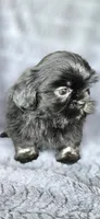 Junior, a male Shih Tzu for sale in Camilla, GA – 3 of 6