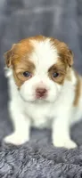 Tailor, a male Maltese and Shih Tzu for sale in Camilla, GA – Photo 3 of 6
