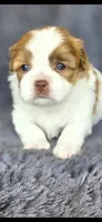 Tailor, a male Maltese and Shih Tzu for sale in Camilla, GA – Photo 4 of 6