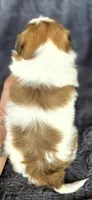 Tailor, a male Maltese and Shih Tzu for sale in Camilla, GA – Photo 6 of 6