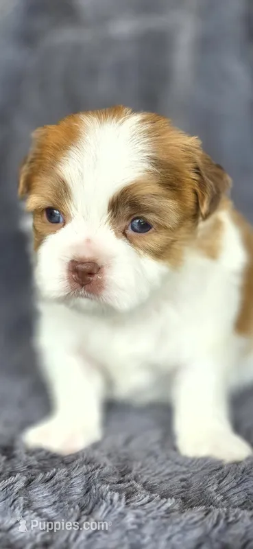 Tailor – Maltese, Shih Tzu puppy for sale in Camilla, GA