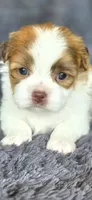 Tailor, a male Maltese and Shih Tzu for sale in Camilla, GA – Photo 2 of 6