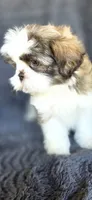 Papi, a male Shih Tzu for sale in Camilla, GA – 7 of 7
