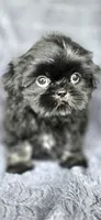 Big Mac, a male Shih Tzu for sale in Camilla, GA – 5 of 6