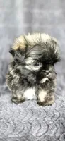 Tater Tot, a male Shih Tzu for sale in Camilla, GA – 2 of 6