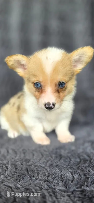 Trudy – Cardigan Welsh Corgi, Pembroke Welsh Corgi puppy for sale in Camilla, GA