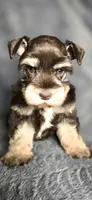 Annie, a female Miniature Schnauzer for sale in Camilla, GA – 3 of 5