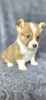 Brownie, a male Cardigan Welsh Corgi and Pembroke Welsh Corgi for sale in Camilla, GA – 3 of 6