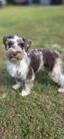 Cruise, a male Miniature Schnauzer for sale in Camilla, GA – Photo 8 of 10
