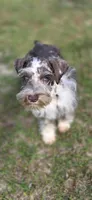 Cruise, a male Miniature Schnauzer for sale in Camilla, GA – Photo 7 of 10
