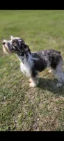 Cruise, a male Miniature Schnauzer for sale in Camilla, GA – Photo 6 of 10