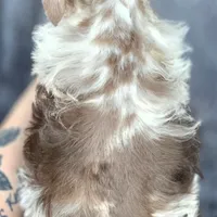 Cruise, a male Miniature Schnauzer for sale in Camilla, GA – Photo 5 of 10