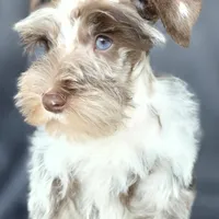 Cruise, a male Miniature Schnauzer for sale in Camilla, GA – Photo 3 of 10