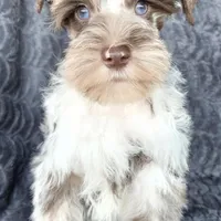 Cruise, a male Miniature Schnauzer for sale in Camilla, GA – Photo 4 of 10