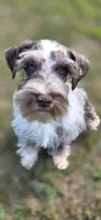 Cruise, a male Miniature Schnauzer for sale in Camilla, GA – Photo 9 of 10