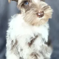 Cruise, a male Miniature Schnauzer for sale in Camilla, GA – Photo 2 of 10