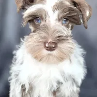 Cruise, a male Miniature Schnauzer for sale in Camilla, GA – Photo 1 of 10