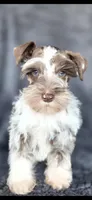 Cruise, a male Miniature Schnauzer for sale in Camilla, GA – Photo 1 of 5