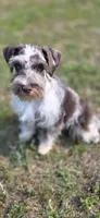 Cruise, a male Miniature Schnauzer for sale in Camilla, GA – Photo 10 of 10