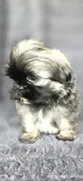 Frise, a male Shih Tzu for sale in Camilla, GA – 5 of 7