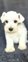 Chevy, a male Miniature Schnauzer for sale in Camilla, GA – 2 of 4