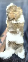 Papi, a male Shih Tzu for sale in Camilla, GA – 5 of 7