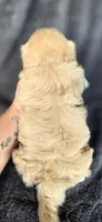 Clyde, a male Shih Tzu for sale in Camilla, GA – 4 of 5