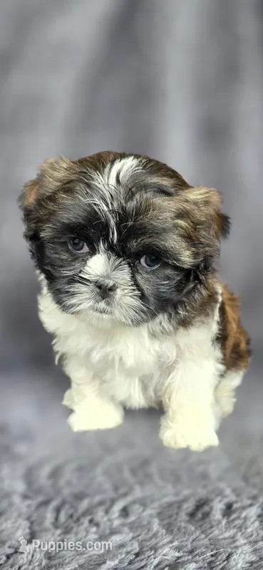 Bonnie – Shih Tzu puppy for sale in Camilla, GA