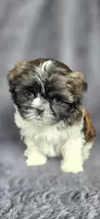 Bonnie, a female Shih Tzu for sale in Camilla, GA – 1 of 6