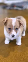 Bluey, a female Cardigan Welsh Corgi and Pembroke Welsh Corgi for sale in Camilla, GA – 7 of 7