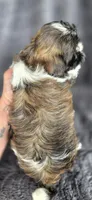 Bonnie, a female Shih Tzu for sale in Camilla, GA – 6 of 6
